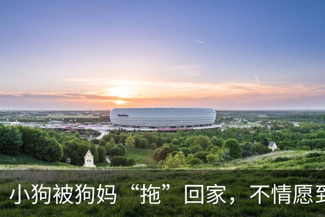 小狗被狗妈“拖”回家，不情愿到连爪子都在控诉：我还要玩！